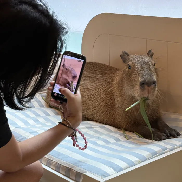 A guest photographing a capybara enjoying its snack