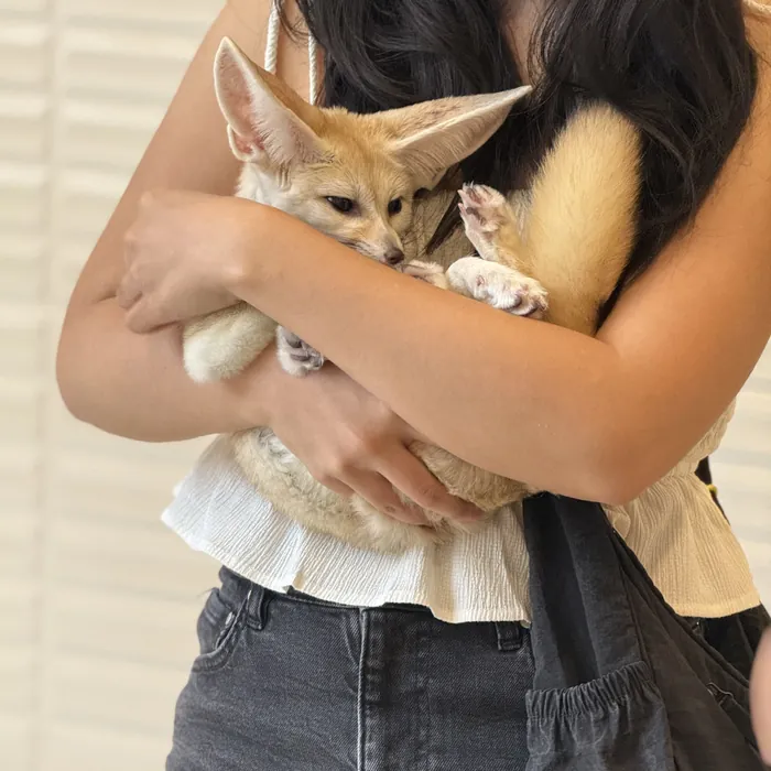 A fennec fox cuddled in a visitor's arms