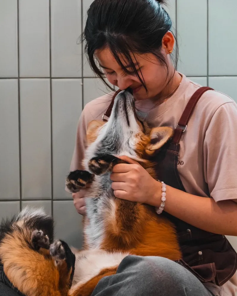 A red fox giving a Little Zoo Cafe team member a nose boop