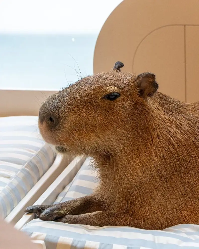 A capybara lounging on its striped bed