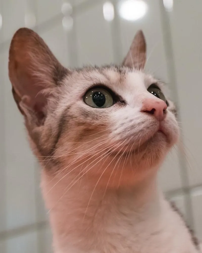 A cafe cat gazing upward