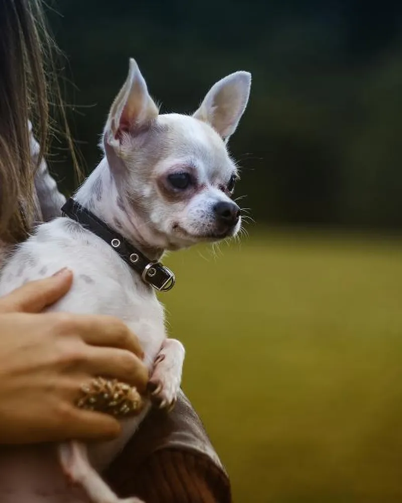 A chihuahua cuddled in someone's arms