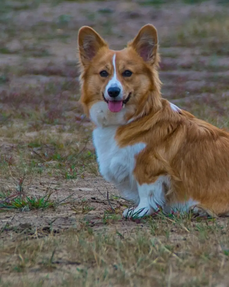 A happy corgi sitting with its tongue out
