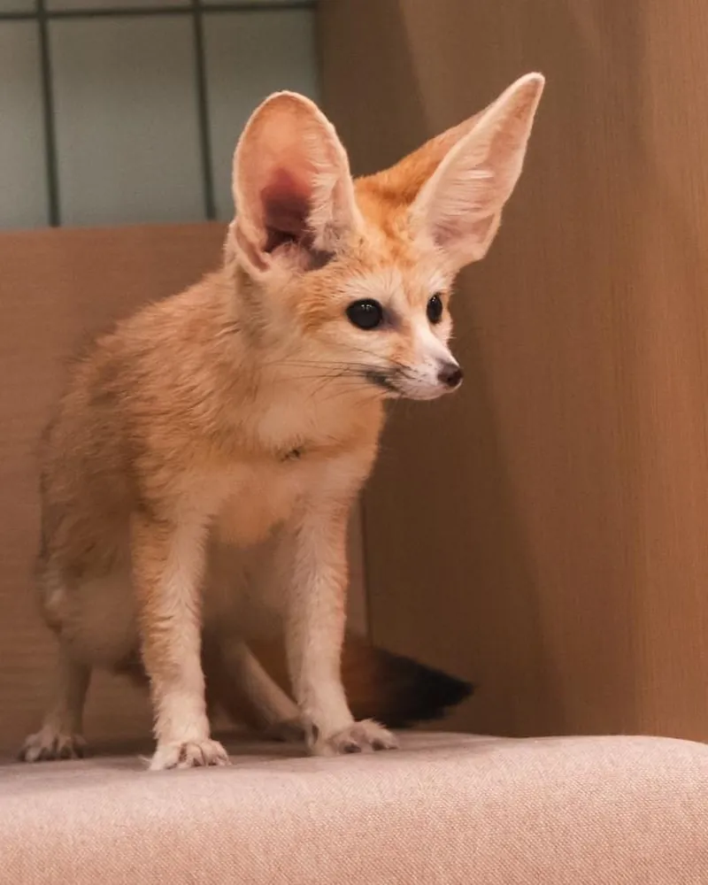A fennec fox standing alert with its huge ears up
