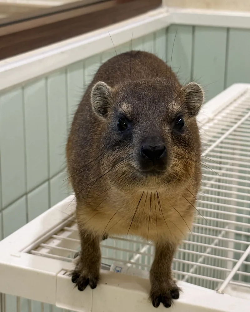 Awawa the rock hyrax looking at the camera