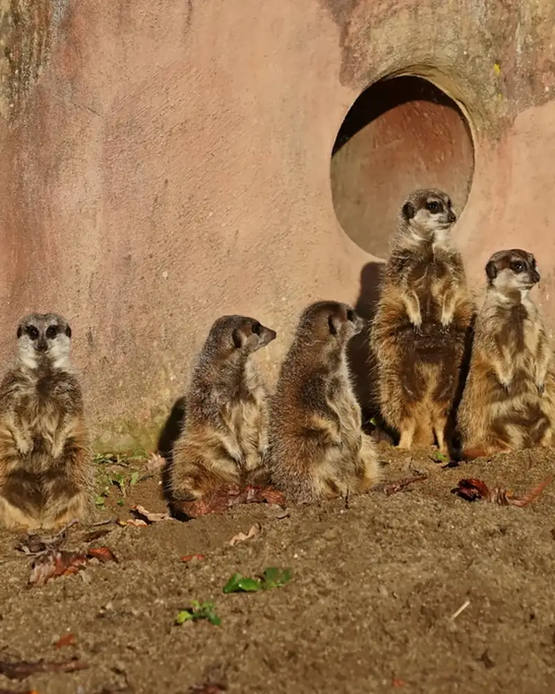 A meerkat family standing guard together