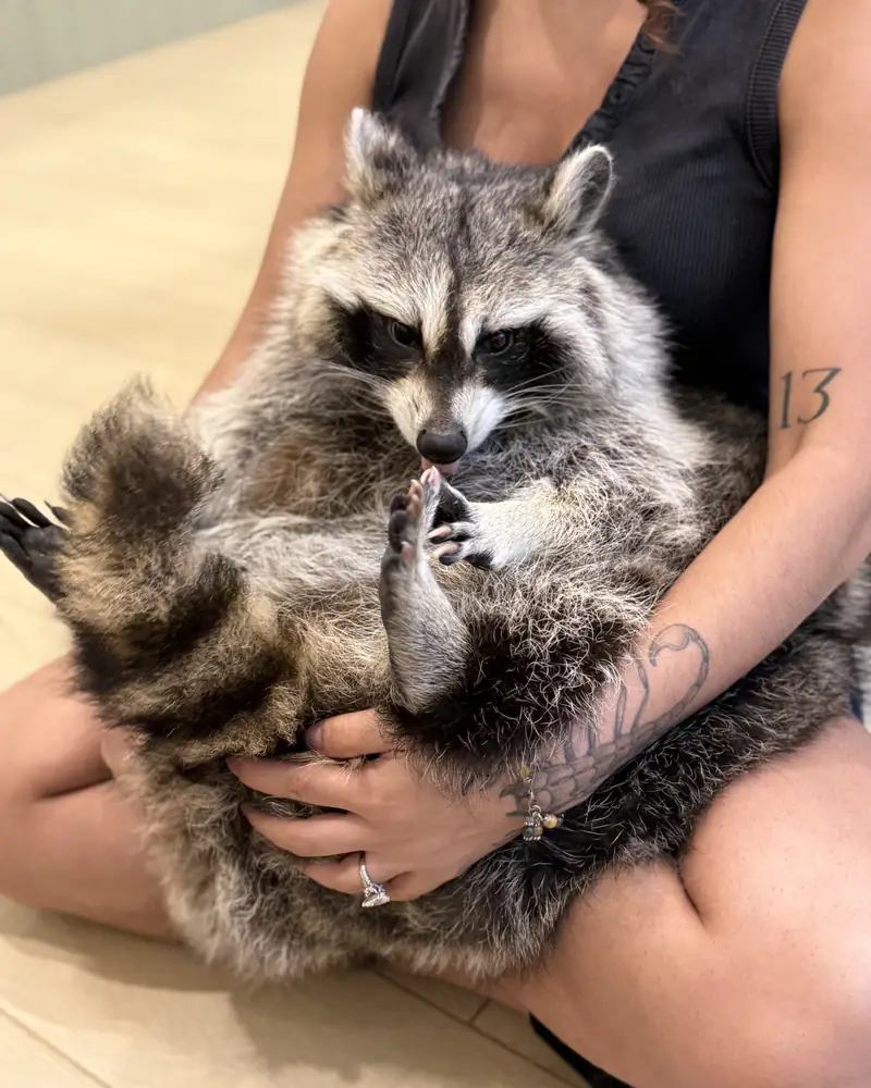 A fluffy raccoon cradled in a handler's arms, licking its paw
