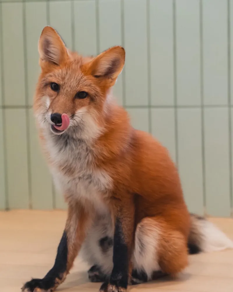 A red fox sitting with its tongue out