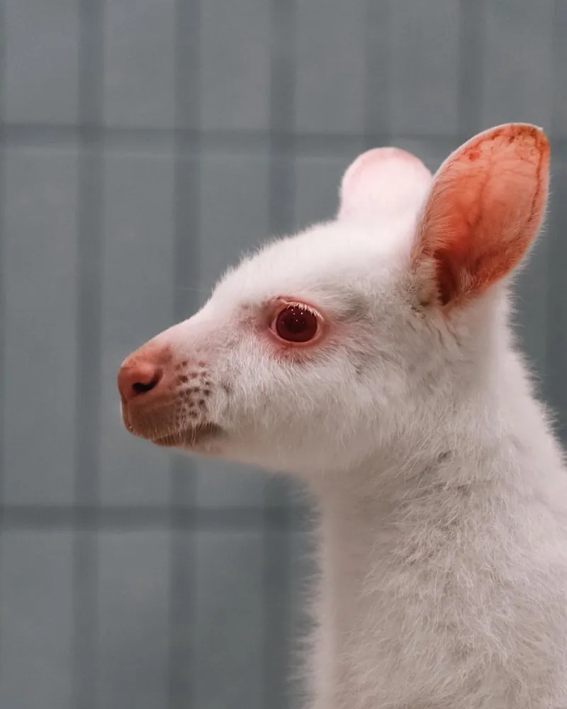 The albino wallaby in profile with its pink ears