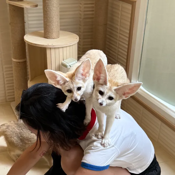 Two fennec foxes perched on a visitor's back
