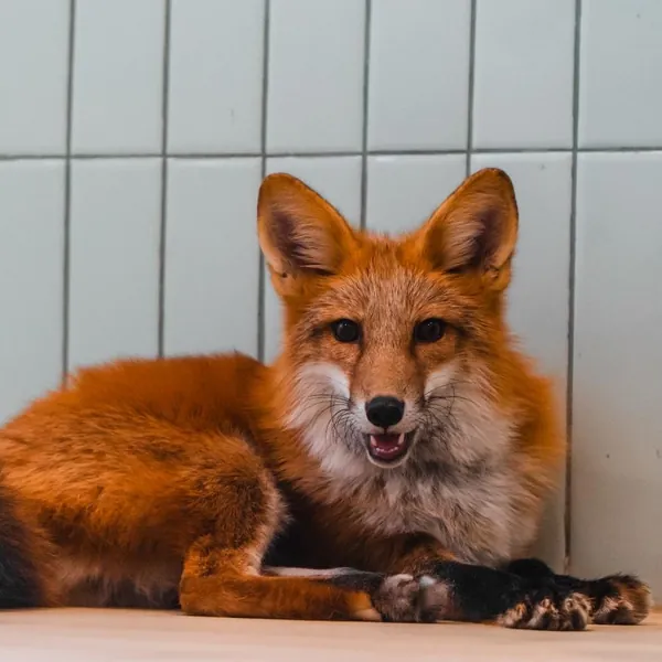A red fox lounging and smiling at the camera