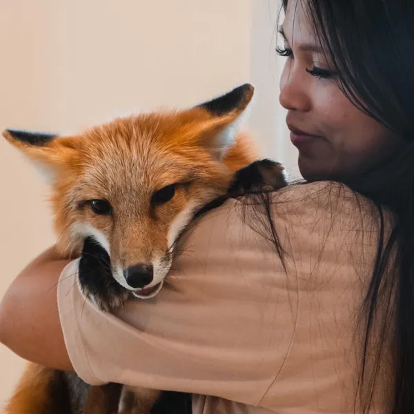 A red fox resting on a team member's shoulder