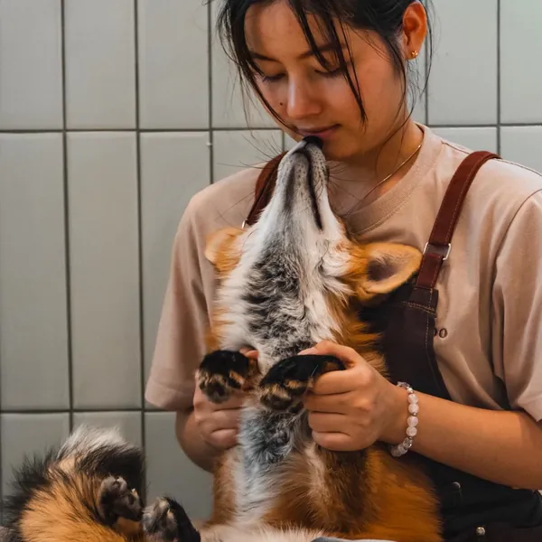 A red fox greeting a Little Zoo Cafe team member