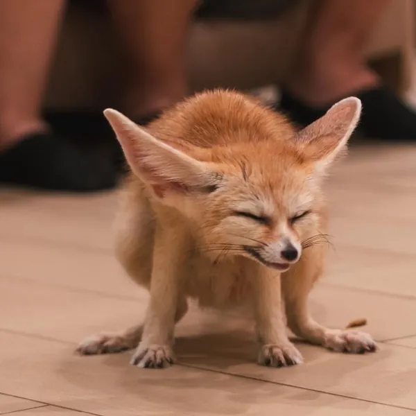 A fennec fox mid-scratch with eyes closed