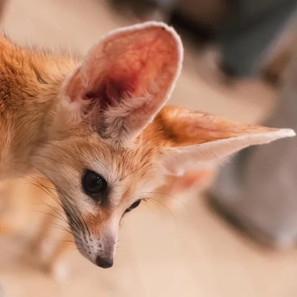 A fennec fox looking back over its shoulder