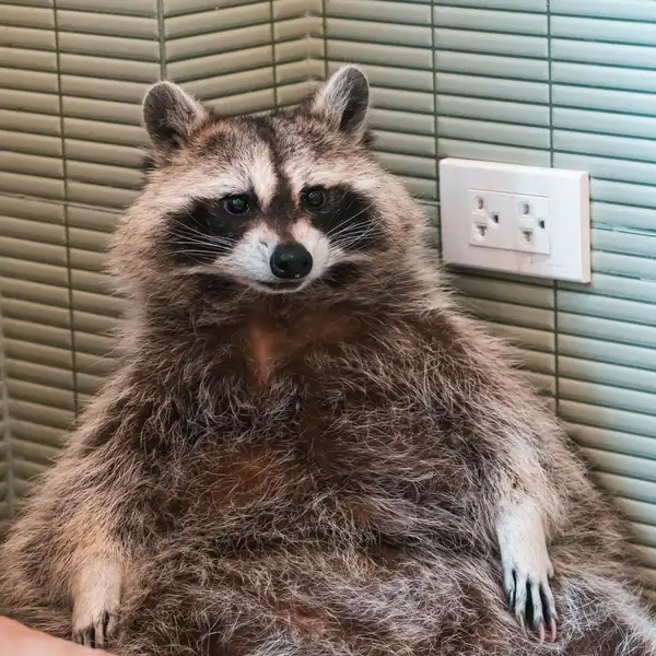A fluffy raccoon sitting upright against the wall