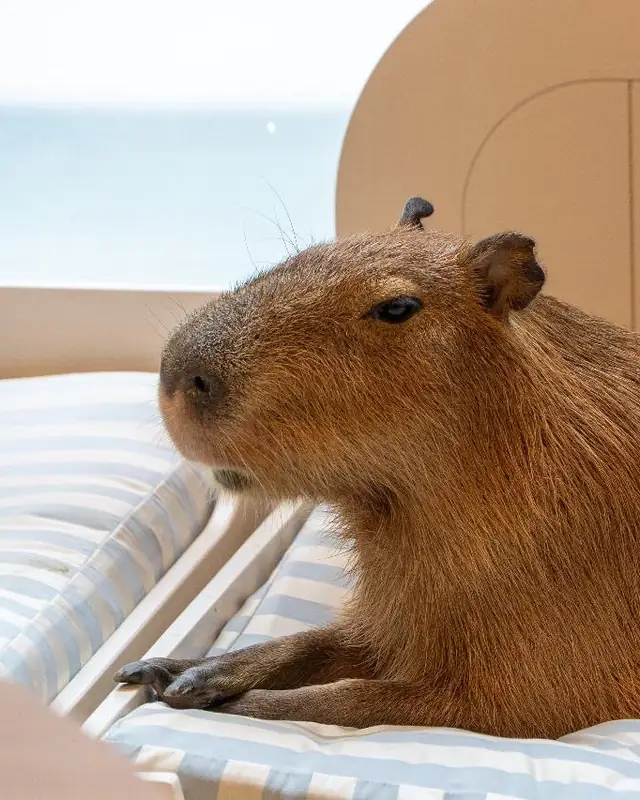 A capybara relaxing on its bed at Little Zoo Cafe Asiatique